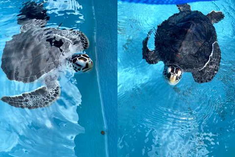 ウミガメ、故郷に帰る（そしてまた旅立つ） | 小笠原ブログ | 自然を